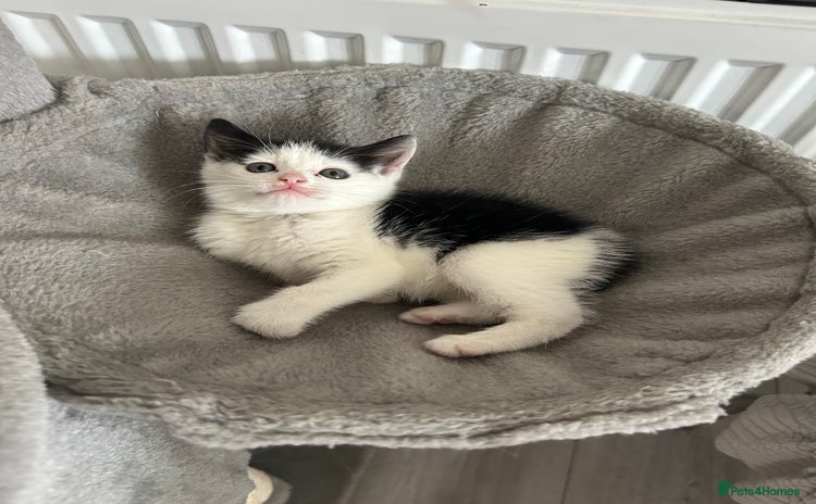 Domestic Shorthair cats - Advert 12