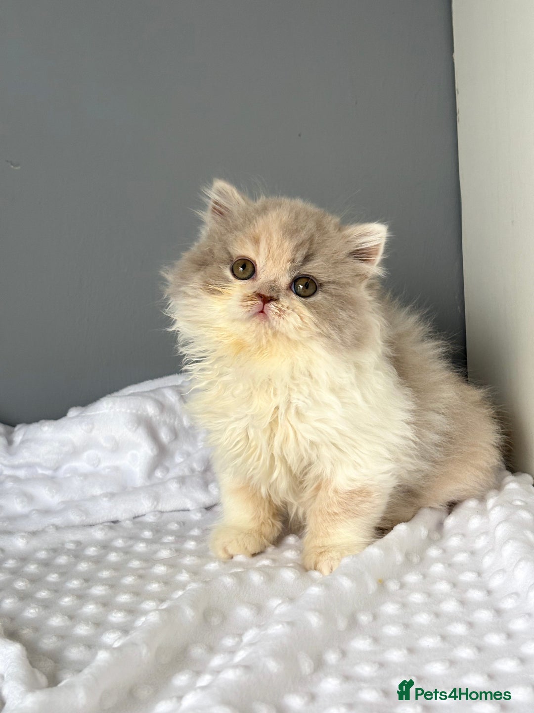 British Longhair cats for sale: Gccf registered Beautiful lilac tortie and white  - Advert 5