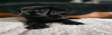 Labrador Retriever Puppy 3