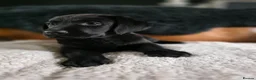 Labrador Retriever dogs for sale: High Quality Chunky Black Labrador Puppies - Advert 6