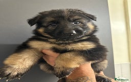 German Shepherd dogs for sale: German shepherd  - Image 15