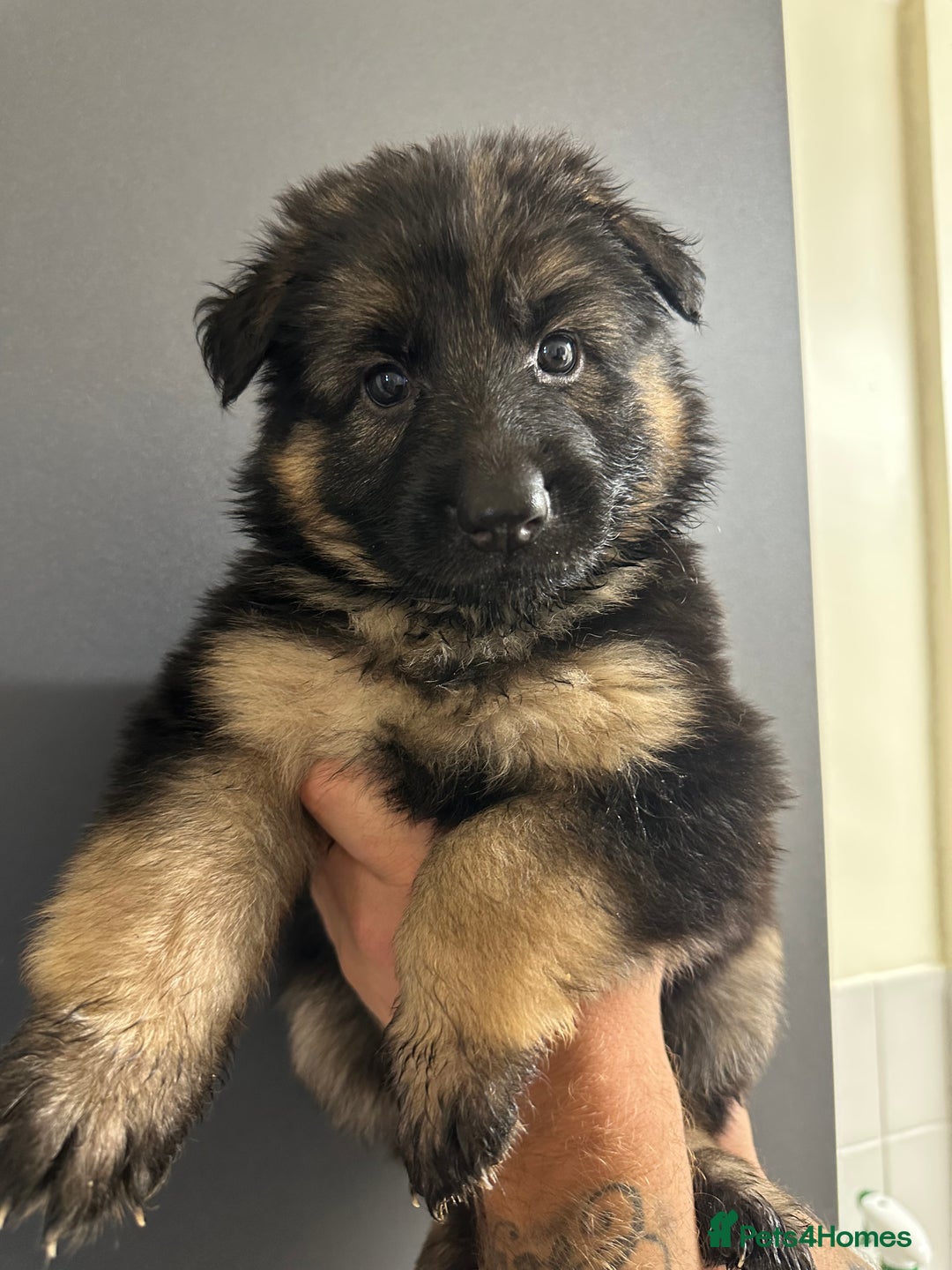 German Shepherd dogs for sale: German shepherd  - Image 15