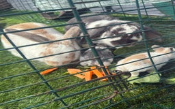 English Lop rabbits for sale: 4x English baby bunny rabbit  - Image 9