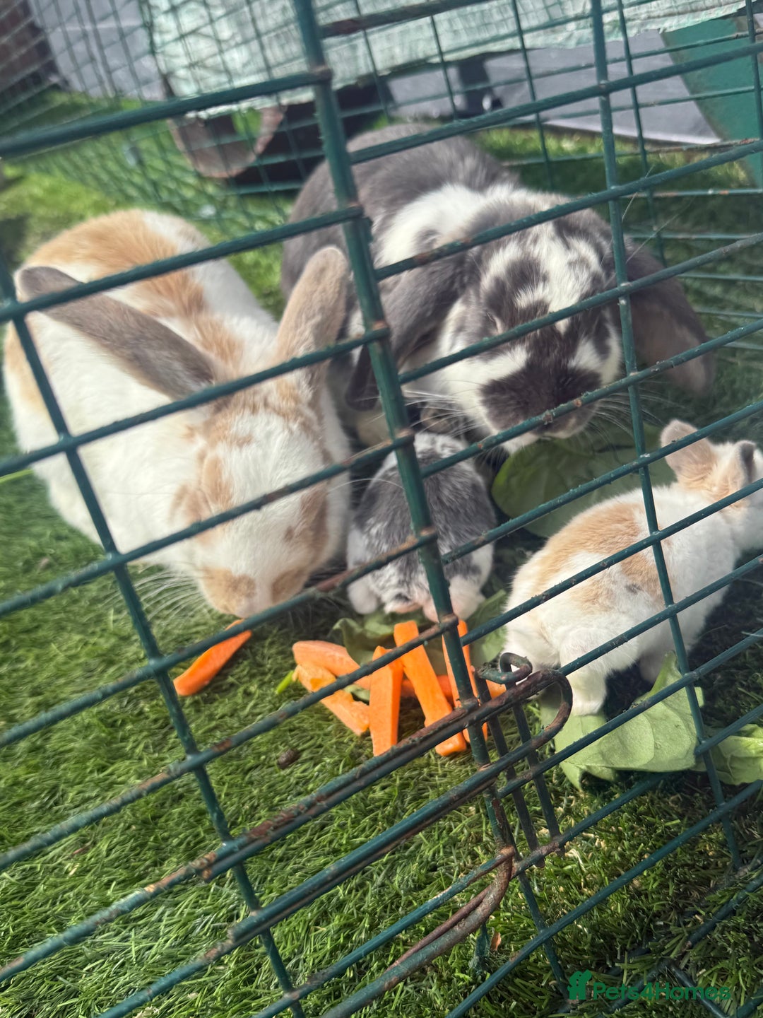 English Lop rabbits for sale: 4x English baby bunny rabbit  - Image 9