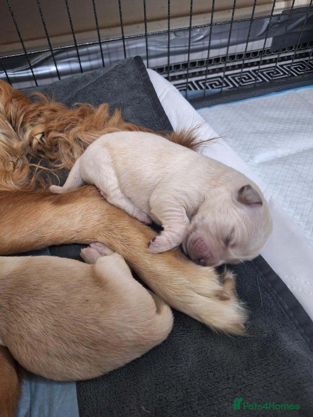 Golden Retriever dogs for sale: 7 beautiful Golden Retriever puppies  - Advert 5