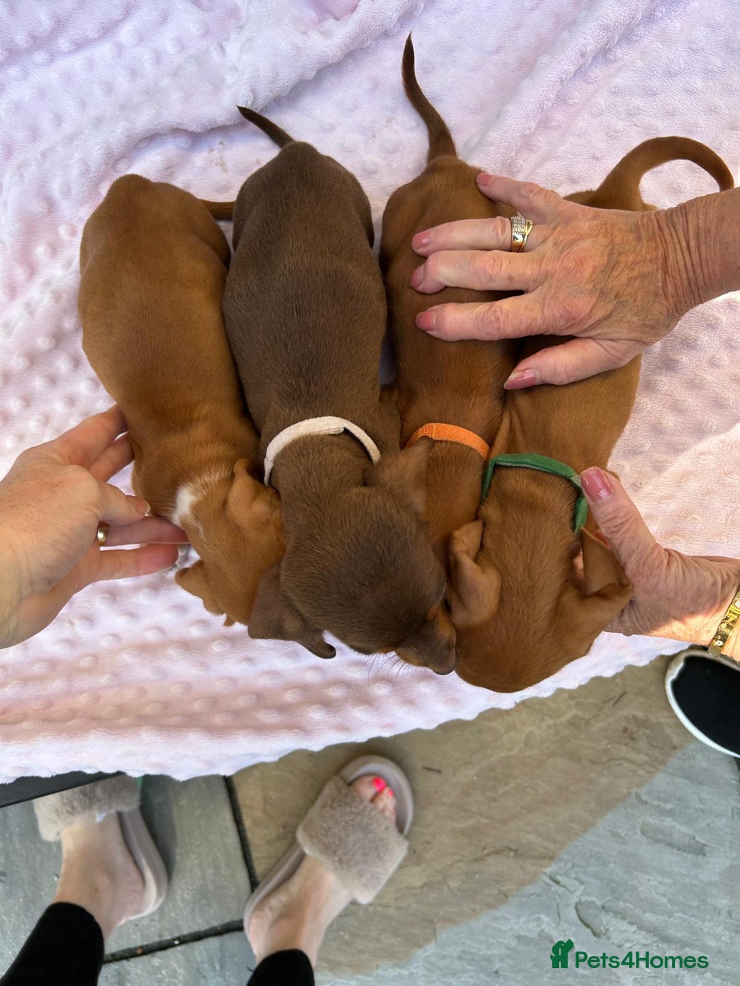 Miniature Dachshund dogs for sale: FOUR MINIATURE DACHSHUNDS PUPPIES FOR SALE - Image 3