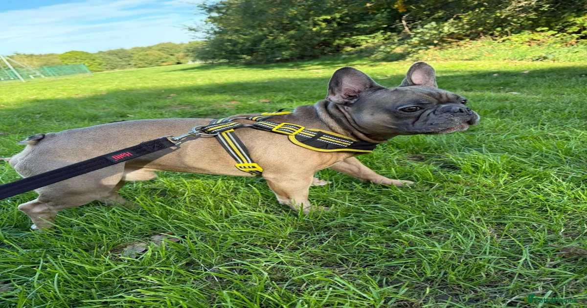 Foster Dogs for adoption | Pets4Homes
