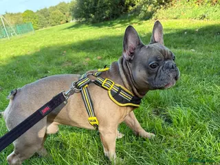 Mixed Breed dogs 💙🐶 ROCKY – A LOVING FRENCHIE BOY - Advert 6