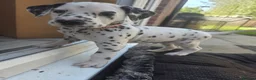 Dalmatian dogs for sale: 6 available friendly intelligent pups 😍 10.5.26 - Advert 14