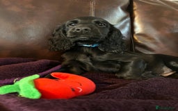 Cocker Spaniel dogs for sale: Working cocker spaniel puppies - Only 3x pups left - Image 36