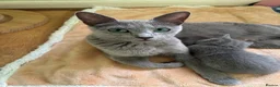 Russian Blue cats for sale: TICA 5* pedigree Russian Blue Kittens - Advert 1