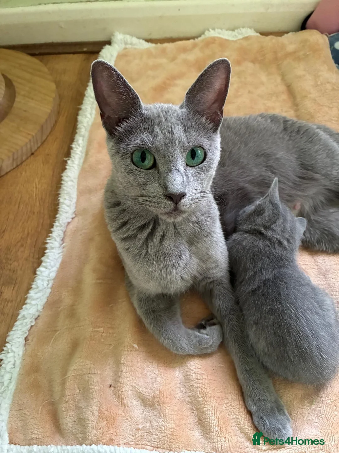 Russian Blue cats for sale: TICA 5* pedigree Russian Blue Kittens - Advert 1