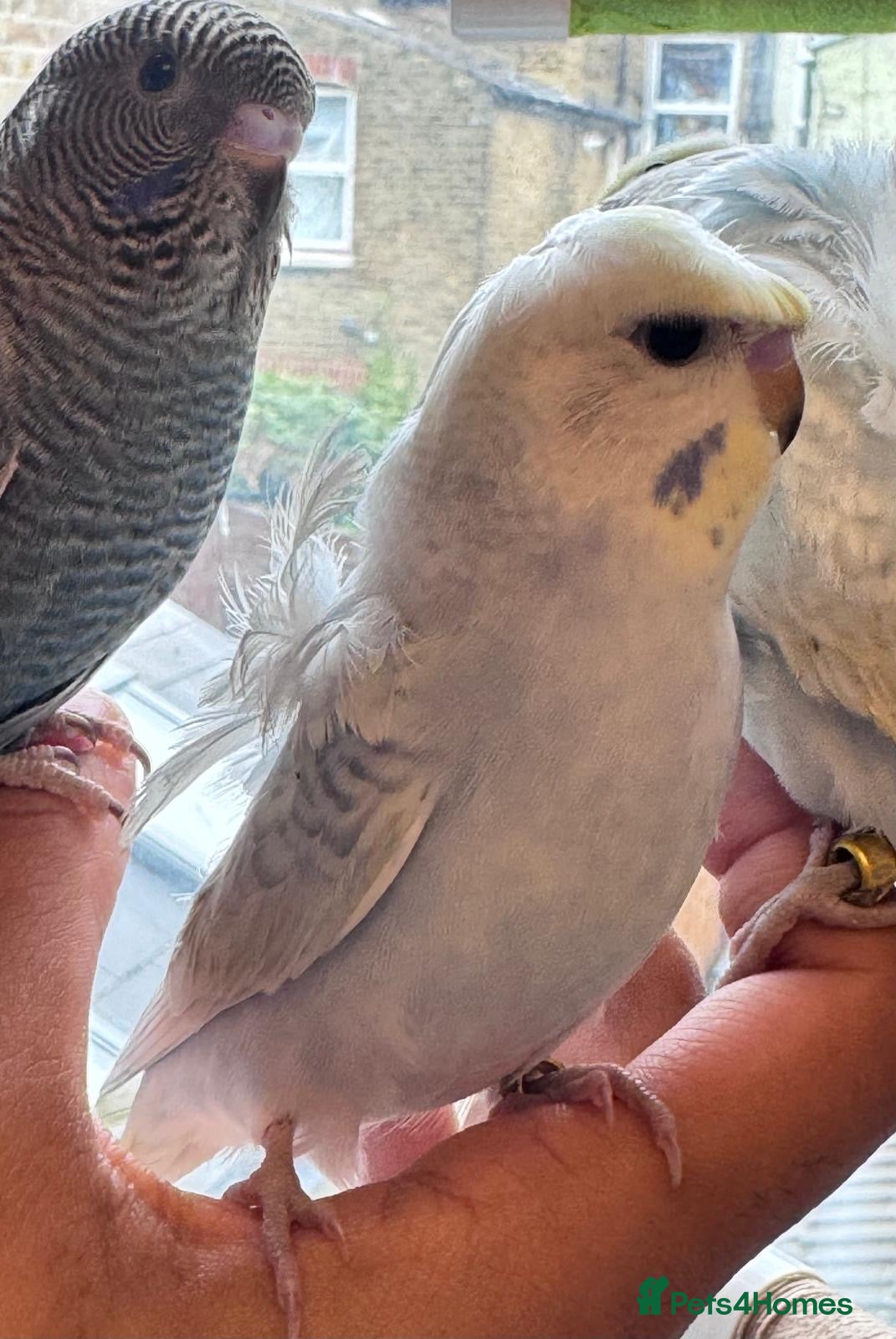 Budgerigars birds Rainbow ,hagoromo baby budgies hand tamed & reared - Advert 8