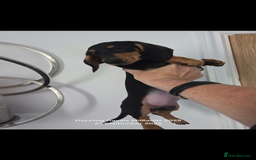 Miniature Dachshund dogs for sale: Last remaining Black and Tan girl  - Image 3