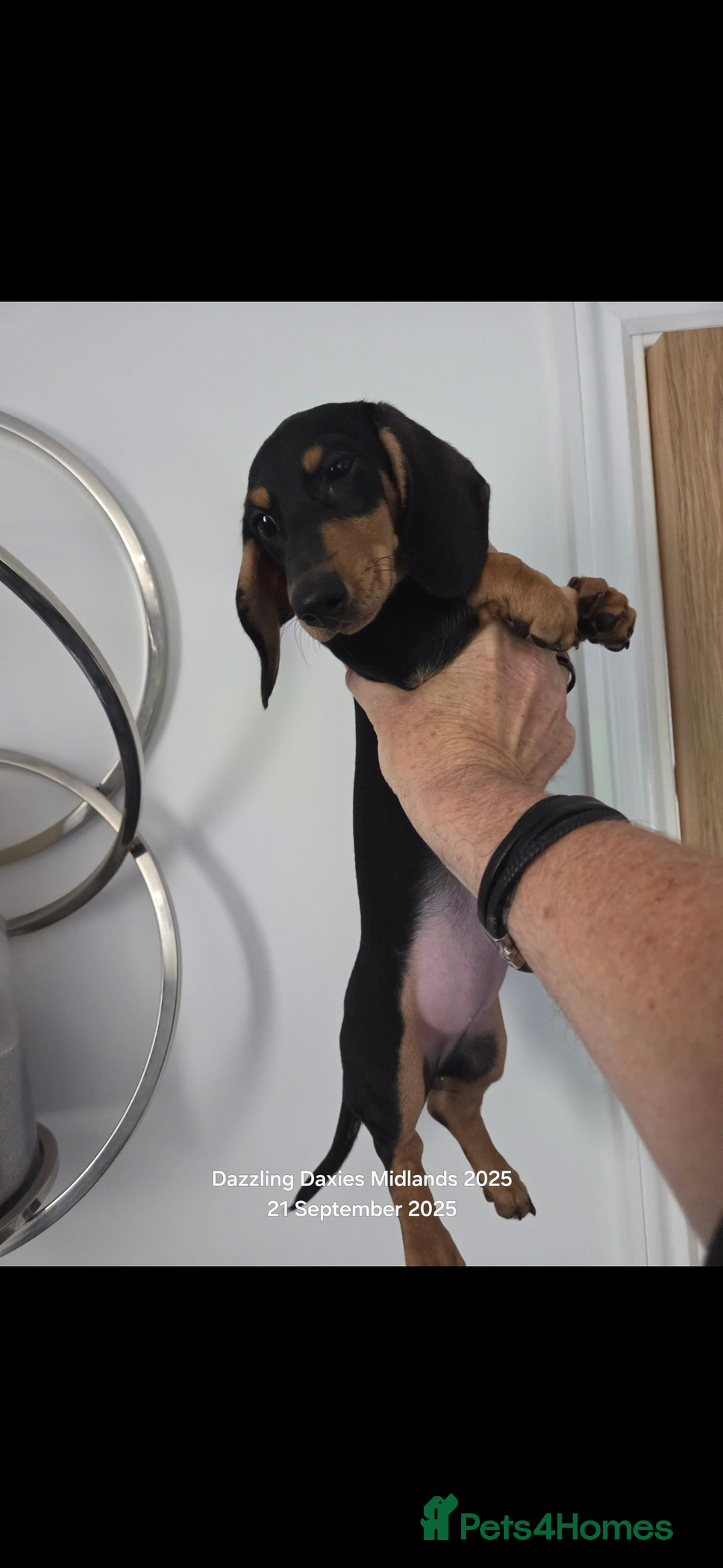 Miniature Dachshund dogs for sale: Last remaining Black and Tan girl  - Image 3