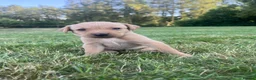 Labrador Retriever dogs for sale: Adorable KC Labrador Puppies for Sale - Advert 7