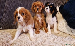 Cavalier King Charles Spaniel dogs for sale: Beautiful King Charles Cavalier Puppies - Image 2
