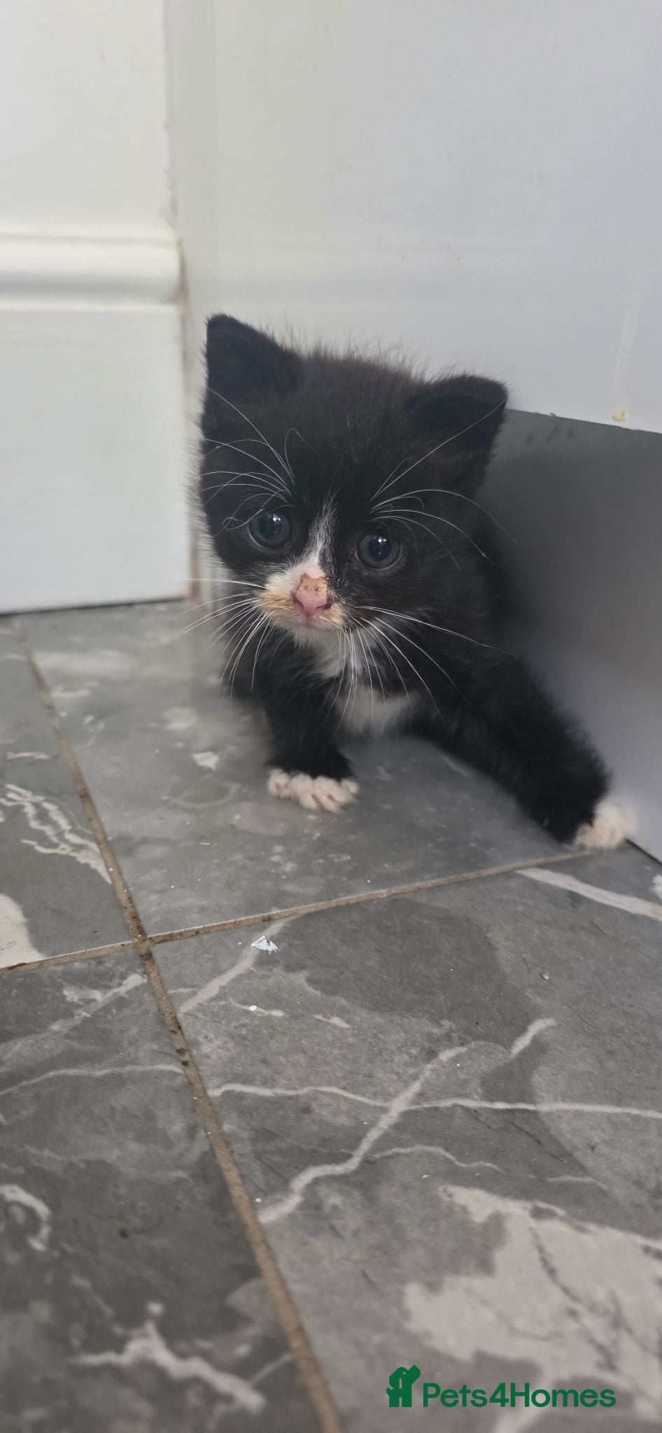 Mixed Breed cats 🐾 Found Kitten Looking for a Loving Home 🐾 - Advert 1