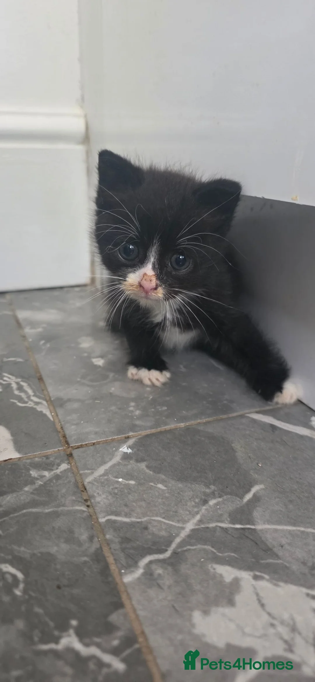 Mixed Breed cats for sale: 🐾 Found Kitten Looking for a Loving Home 🐾 - Advert 1