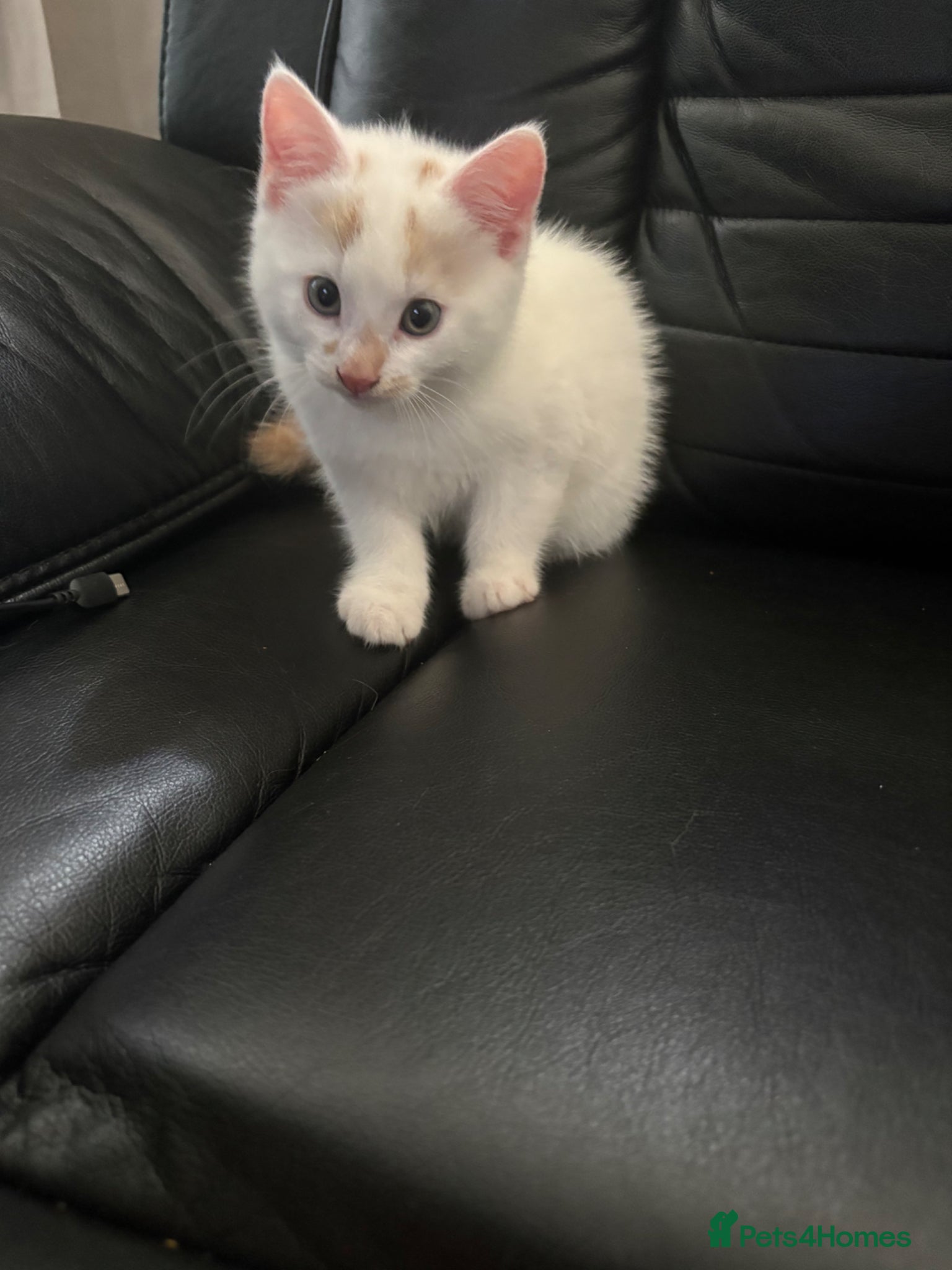 Mixed Breed cats for sale: Pearl - Stunning Blue-Eyed Kitten – Child & Dog + in Swansea - Advert 4