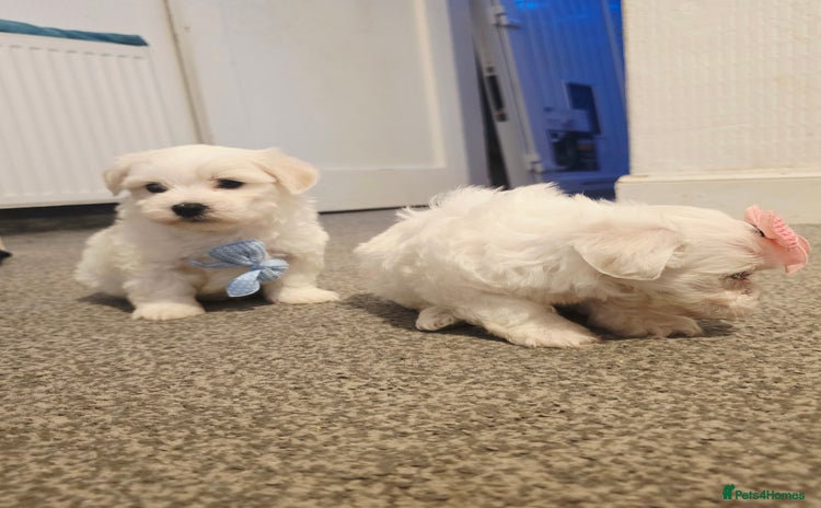 Maltese dogs - Advert 1