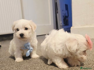 Maltese dogs - Advert 6