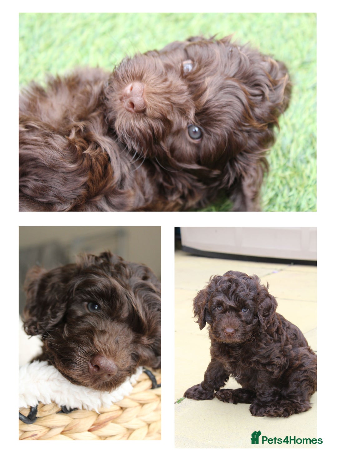 Australian Labradoodle dogs for sale: Health-tested Australian Labradoodle puppies - Image 39