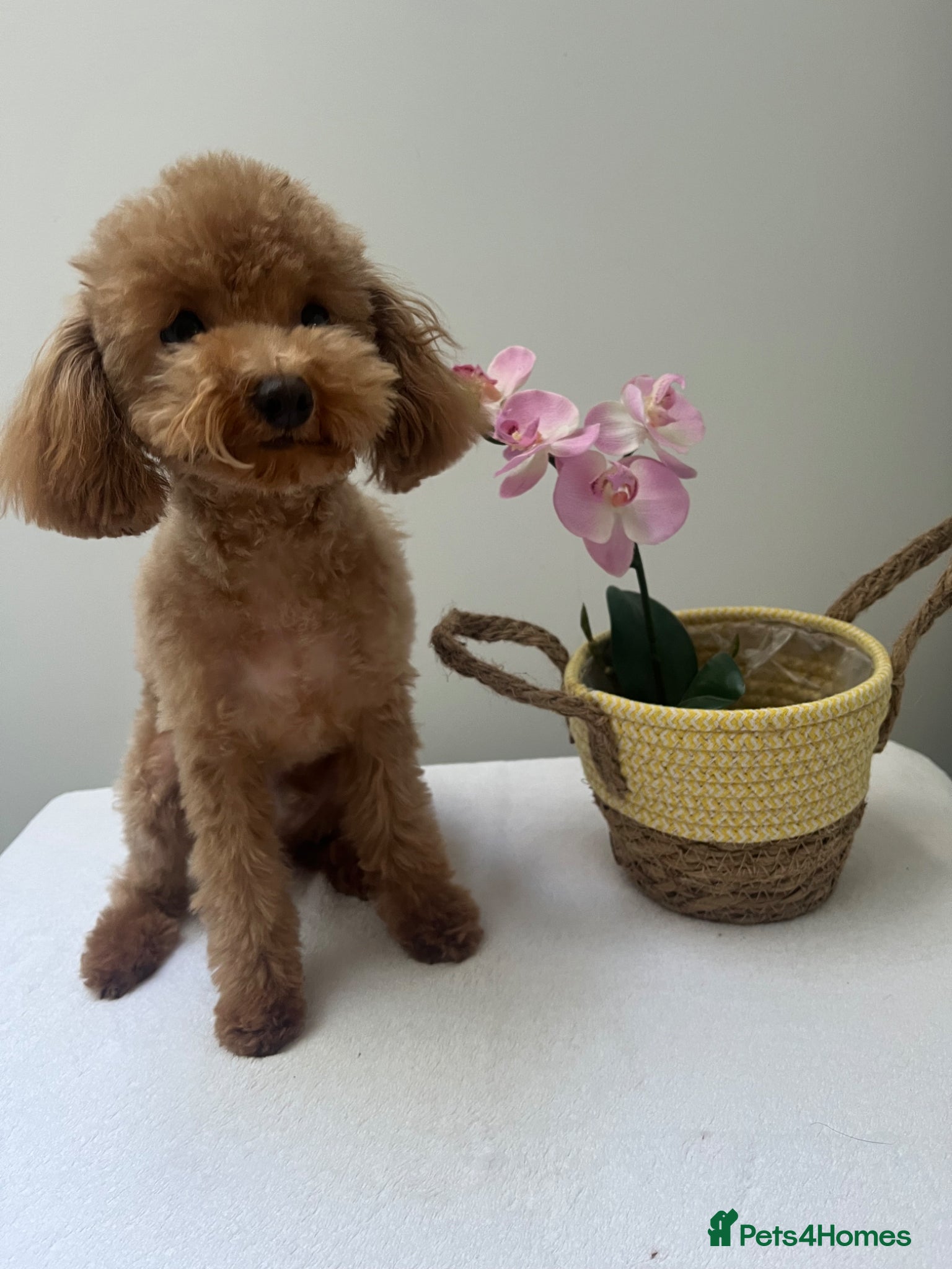 Toy Poodle dogs Beautiful toy/asian poodle puppies available - Advert 1