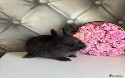 Netherland Dwarf rabbits for sale: 3month old babies Netherland dwarfs 5* homes - Image 12