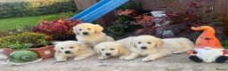 Golden Retriever dogs for sale: CHUNKY GOLDEN RETRIEVER PUPPIES AVAILABLE £1450 - Advert 6