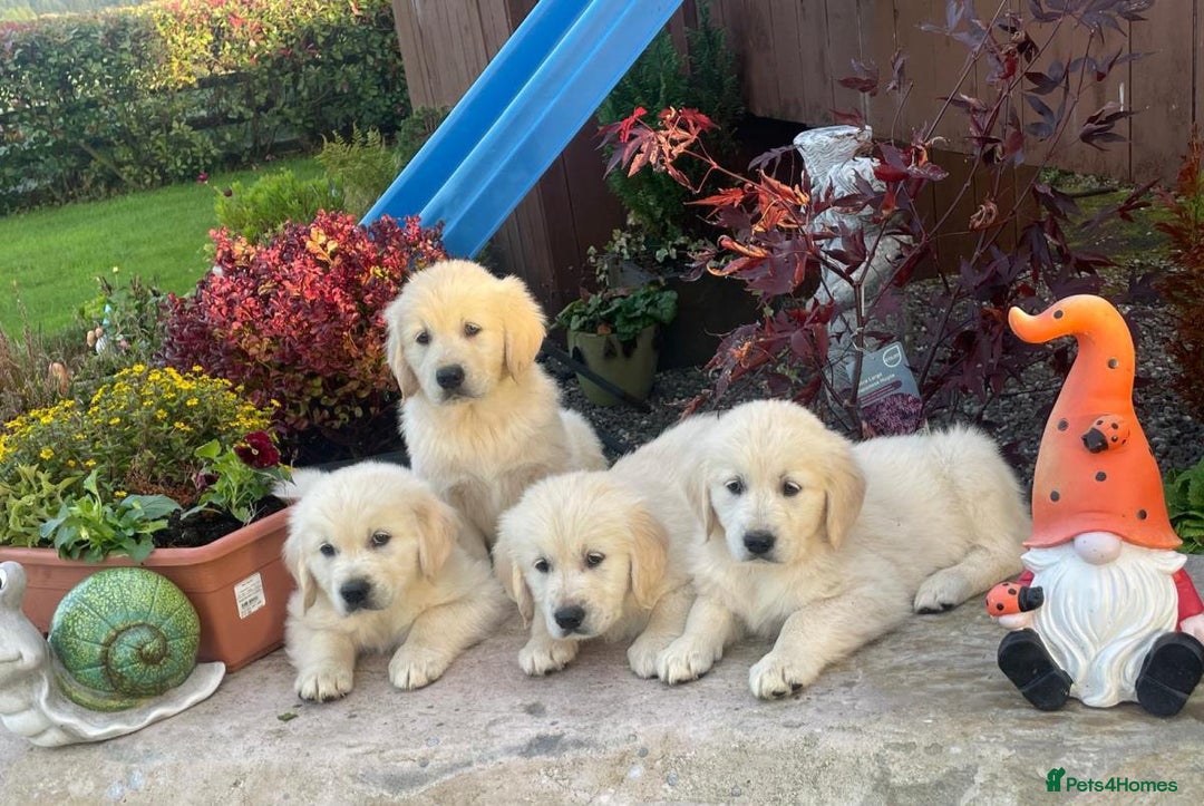 Golden Retriever dogs for sale: CHUNKY GOLDEN RETRIEVER PUPPIES AVAILABLE £1450 - Advert 6