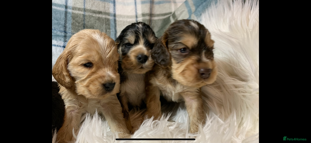 Cocker Spaniel dogs for sale: Show type cocker spaniel puppy’s PRA Clear  - Advert 1