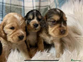 Cocker Spaniel dogs Show type cocker spaniel puppy’s PRA Clear - Advert 2