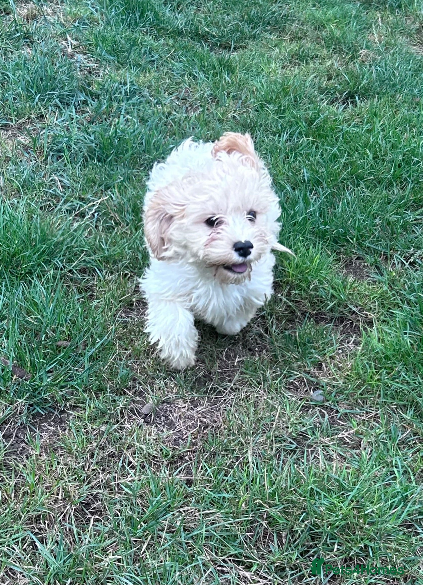 Cavapoo dogs Beautiful Cavapoo Puppies  - Advert 2