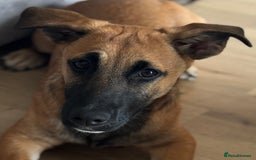 Mixed Breed dogs for sale: Mixed breed puppy  - Image 2