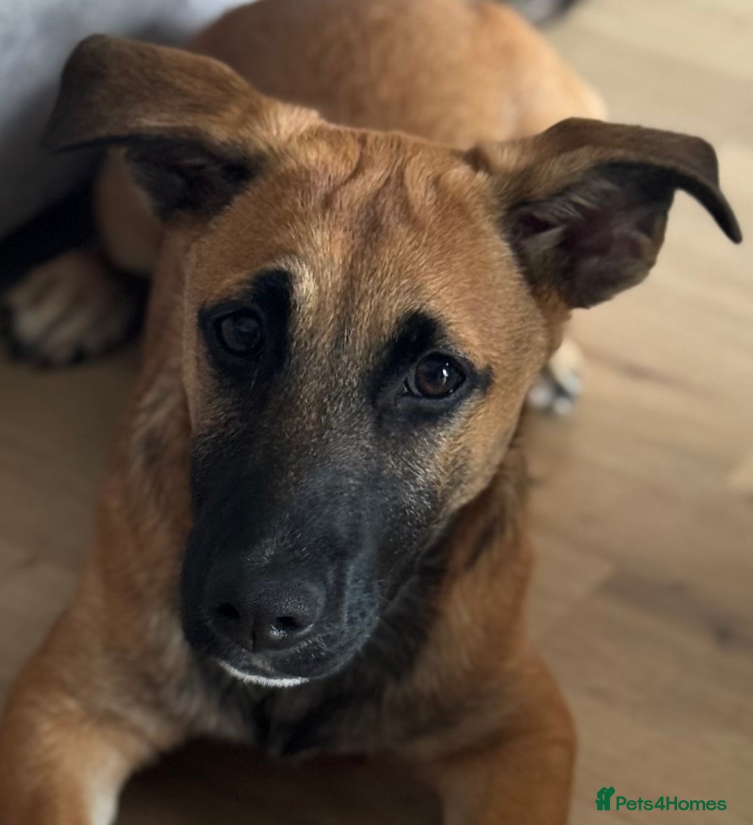 Mixed Breed dogs for sale: Mixed breed puppy  - Image 2