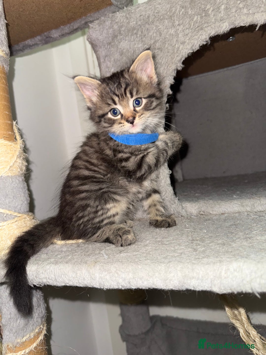 Mixed Breed cats for sale: Beautiful Kittens for sale!  - Image 12