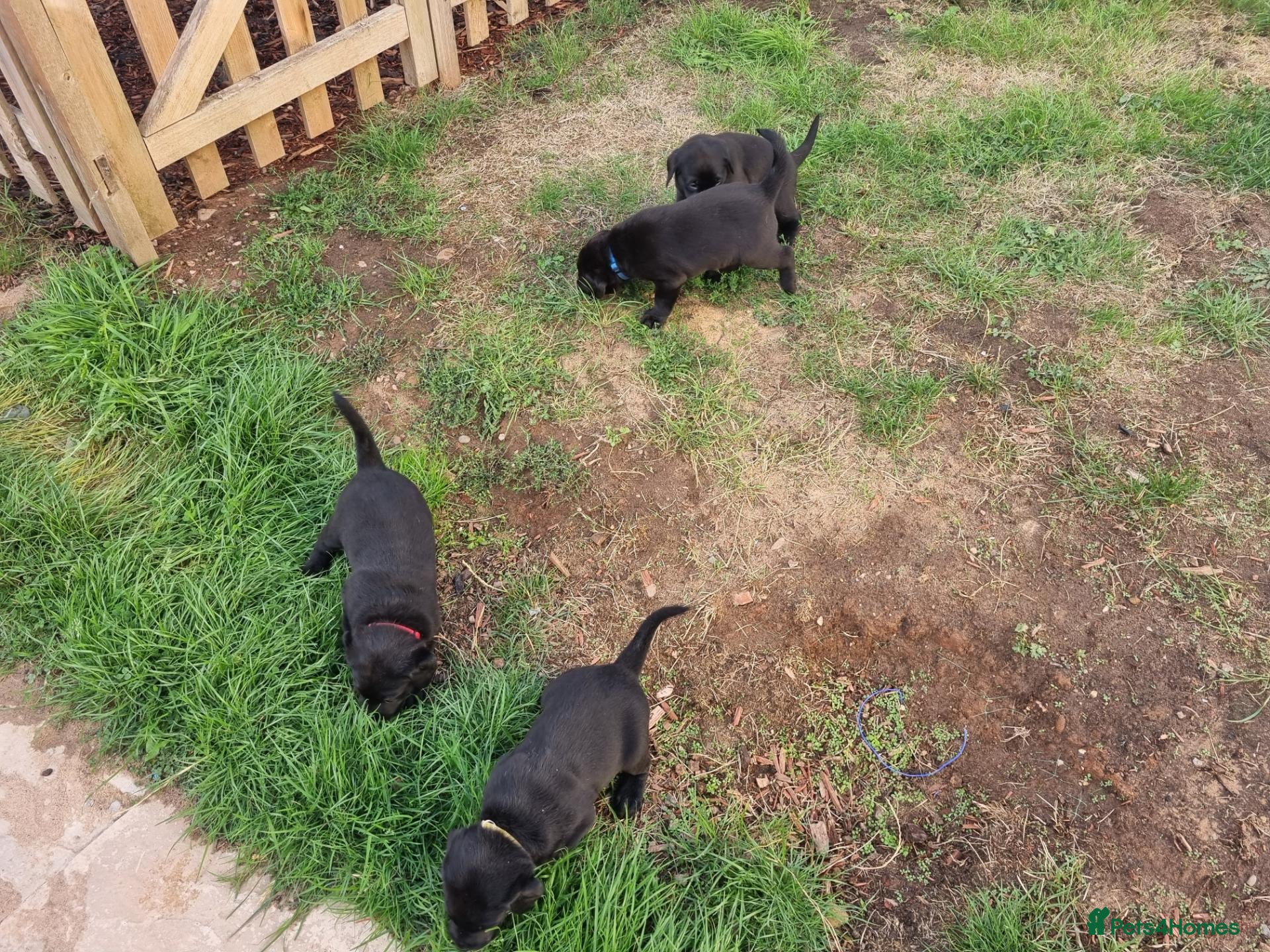 Labrador Retriever dogs KC Registered Black Labrador Puppies - Advert 2