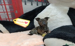 Mixed Breed dogs for adoption: 💖🐶 PRADA 🐶💖 - Image 1