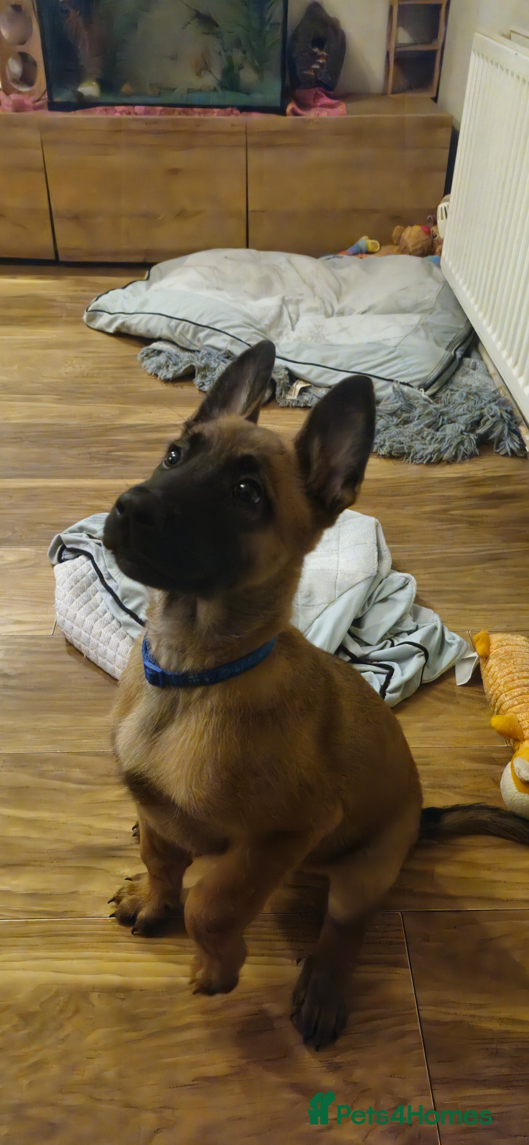 Belgian Shepherd Dog dogs for sale: Stunning Belgian Malinois Puppies - Advert 1