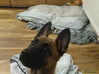Belgian Shepherd Dog dogs Stunning Belgian Malinois Puppies - Advert 2