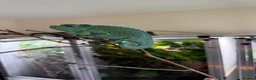 Chameleon reptiles for sale: Jackson chameleon, Hold back pair.  - Advert 2