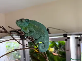 Chameleon reptiles Jackson chameleon Female - Advert 3