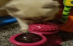 Ragdoll cats for sale: Ragdoll kittens  - Advert 7