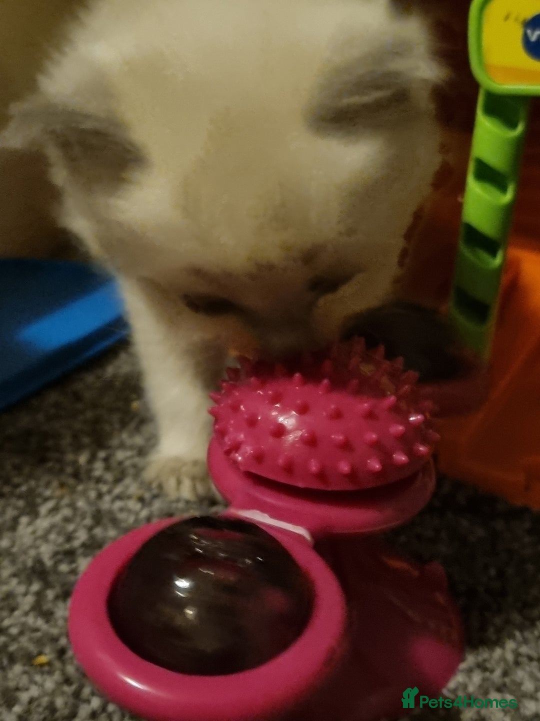 Ragdoll cats for sale: Ragdoll kittens  - Advert 7