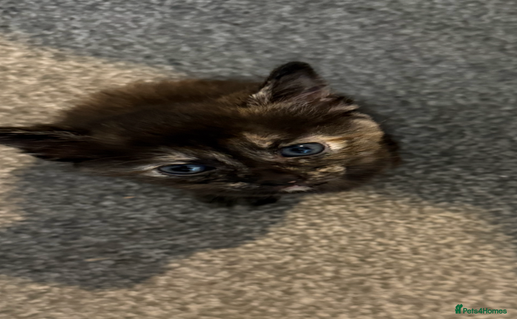 Domestic Shorthair cats - Advert 2