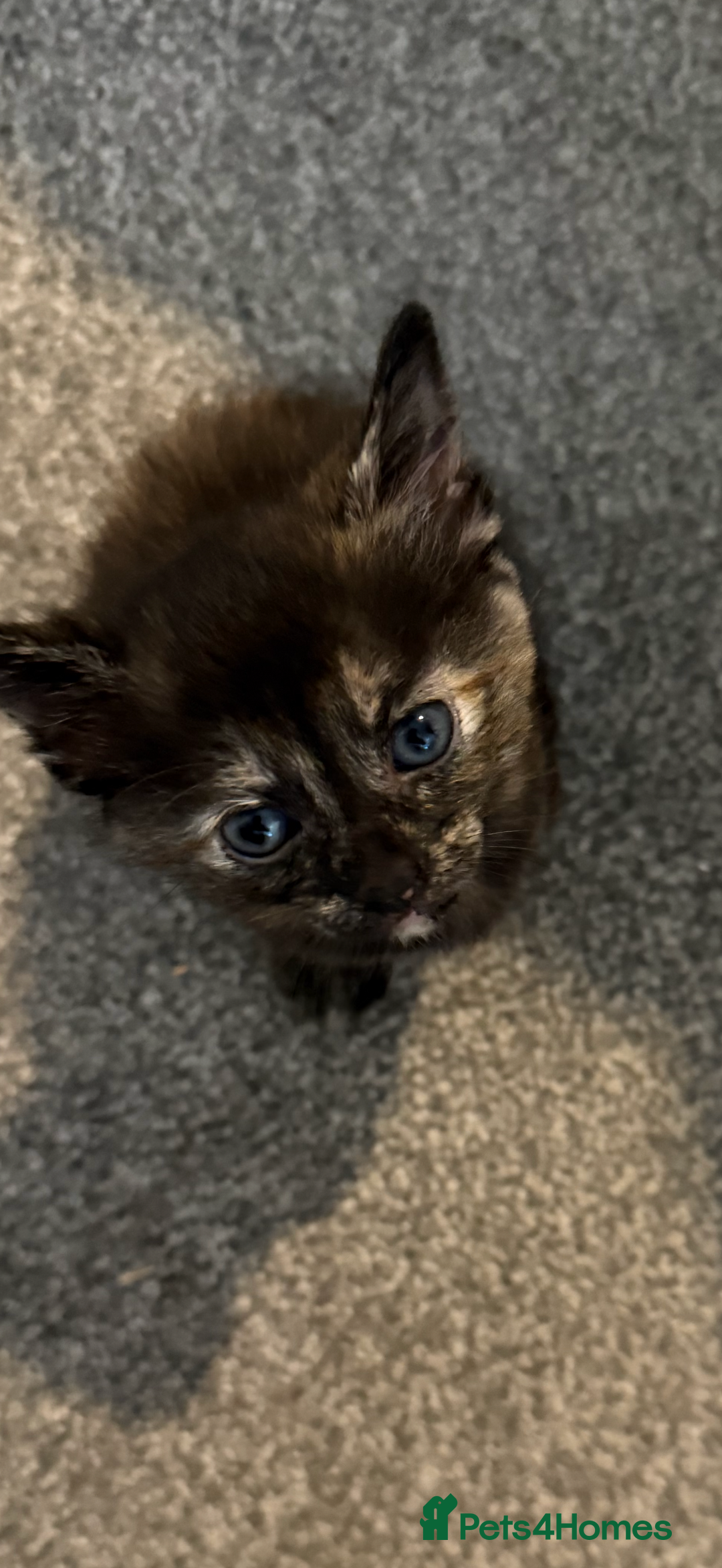 Domestic Shorthair cats for sale: Beautiful kittens - Image 1