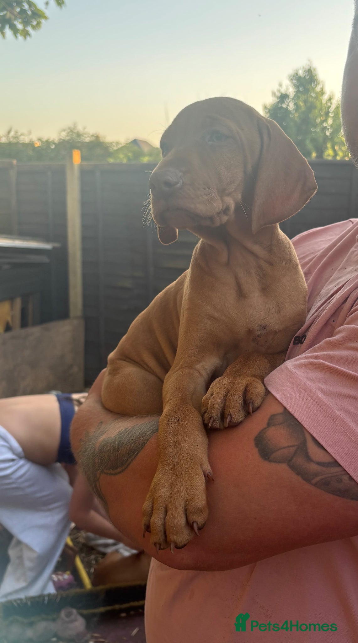 Hungarian Vizsla dogs KC REGISTERED VIZSLA PUPPIES  - Advert 2