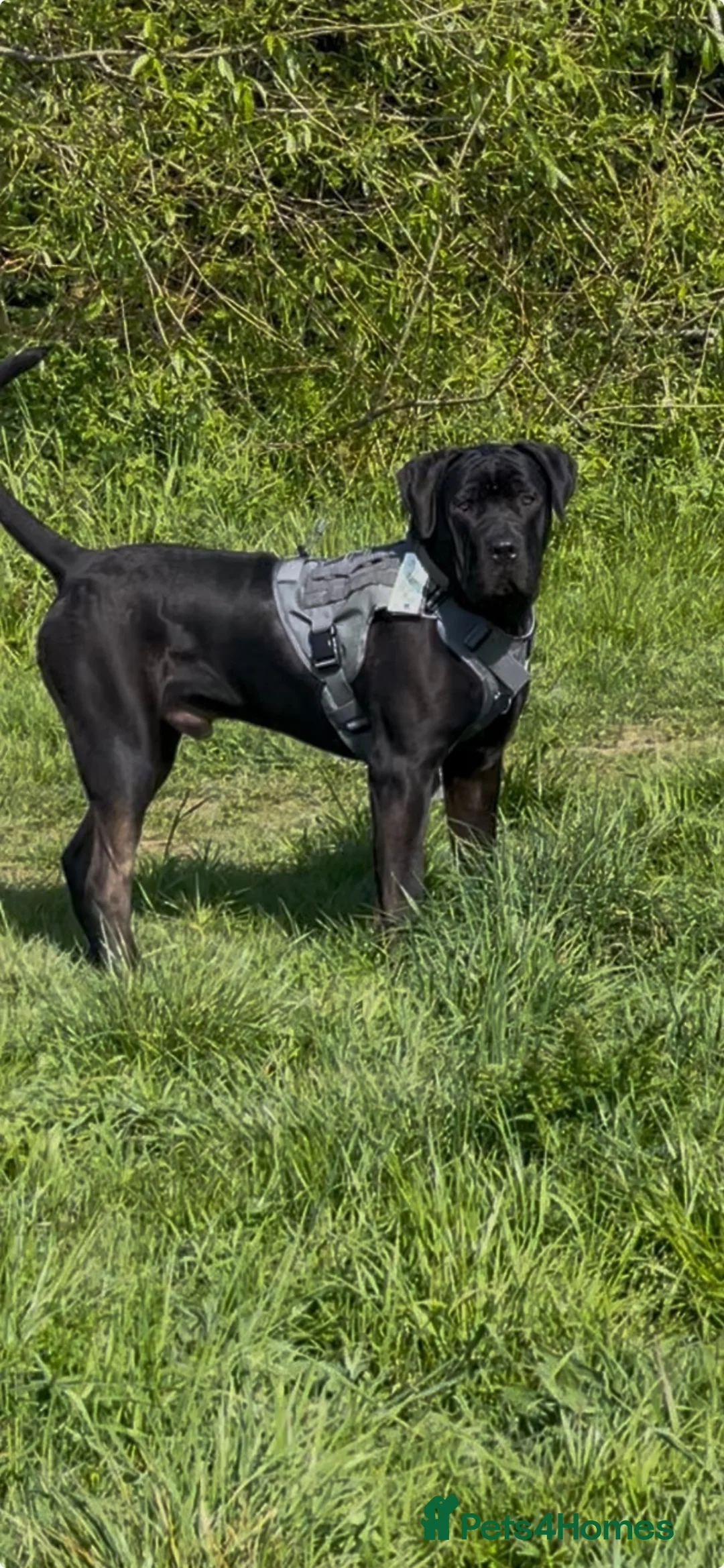Cane Corso dogs for sale: Free cane corso male 11months  - Advert 2