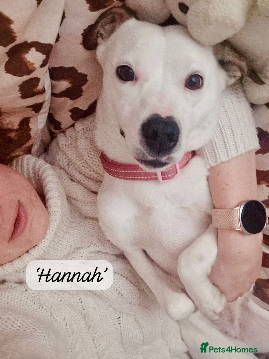 Mixed Breed dogs for adoption: Hannah, 2-3 yrs old. Available for adoption. - Advert 21